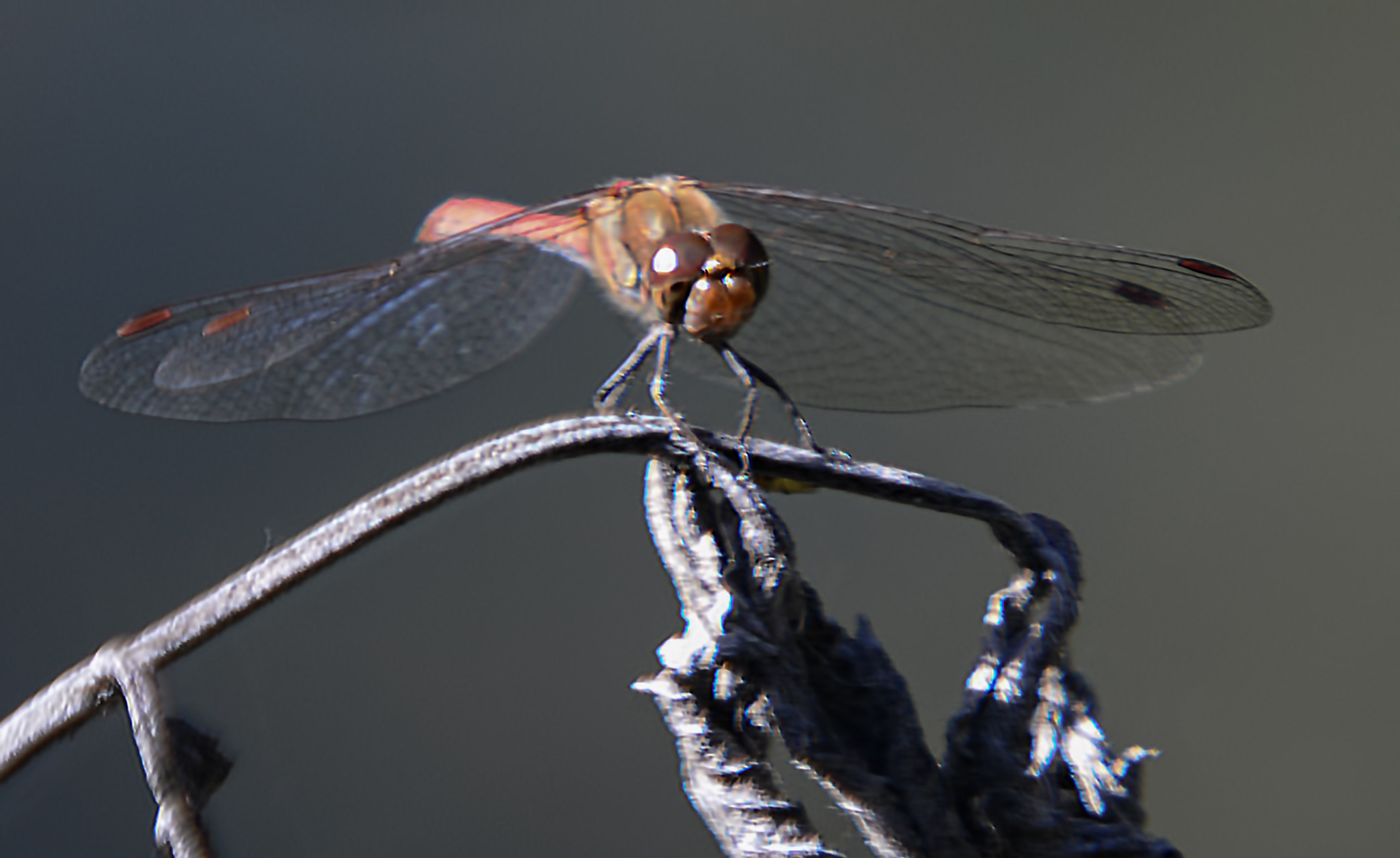 Sigma 150mm F2.8 EX DG Macro HSM sample photo