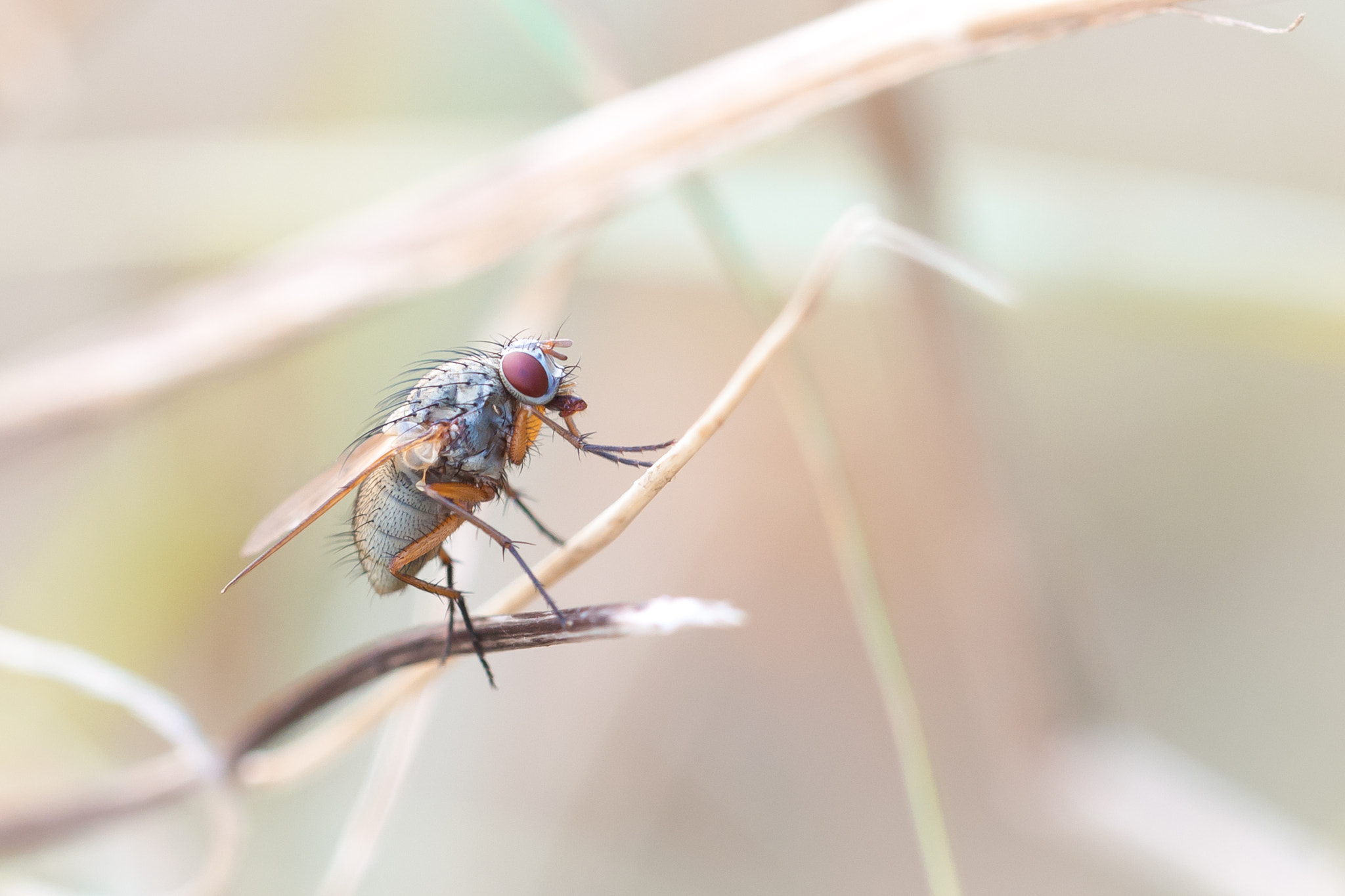 Canon EOS 50D + Canon EF 100mm F2.8L Macro IS USM sample photo. Housefly photography