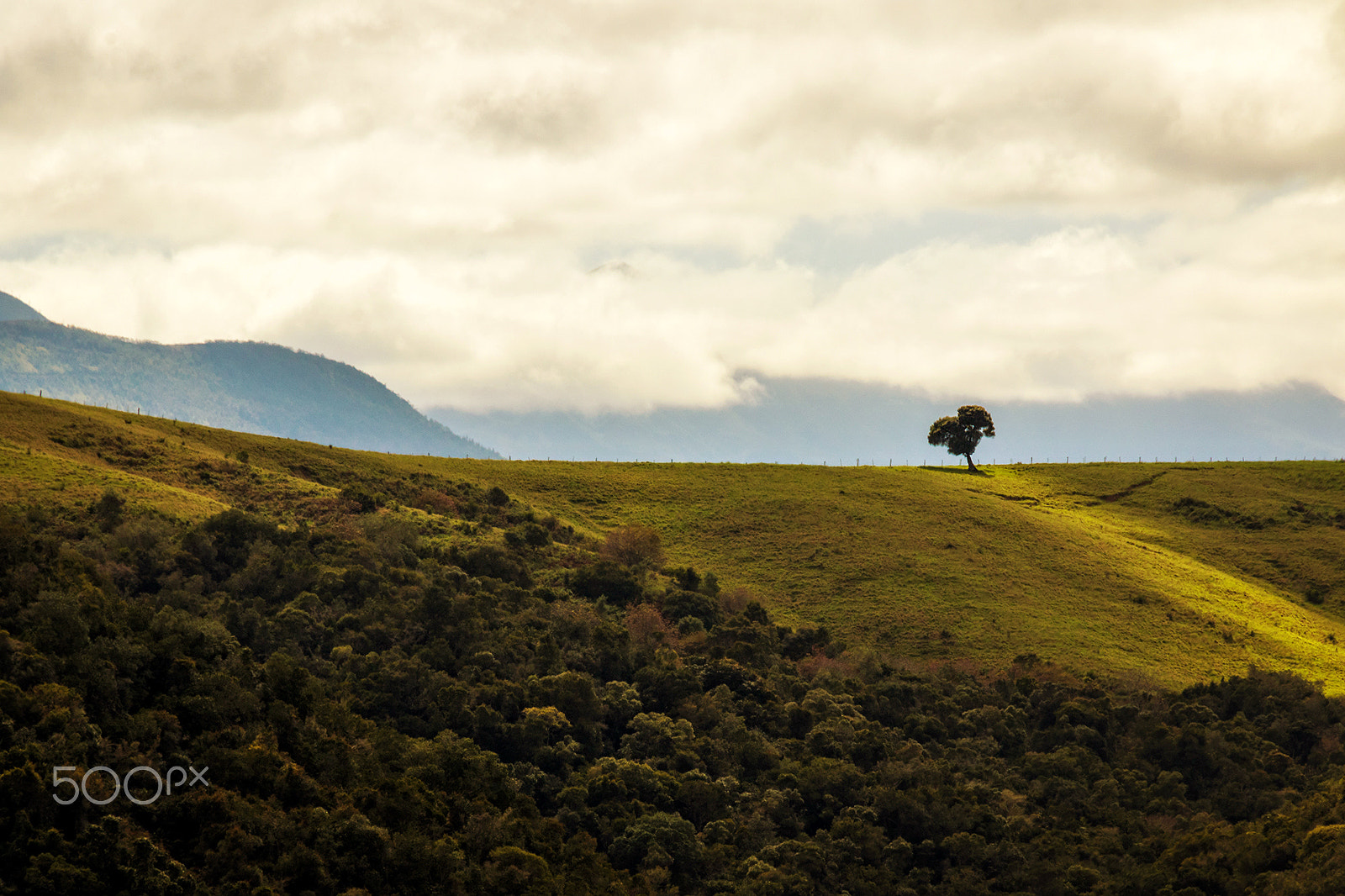 Sigma 18-250mm F3.5-6.3 DC OS HSM sample photo. Are you lonesome? photography