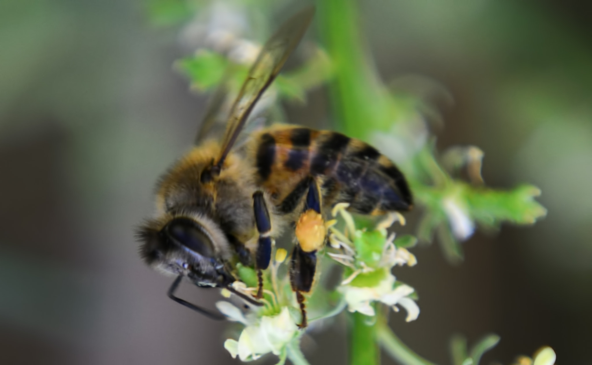 Nikon D800 + Sigma 150mm F2.8 EX DG Macro HSM sample photo