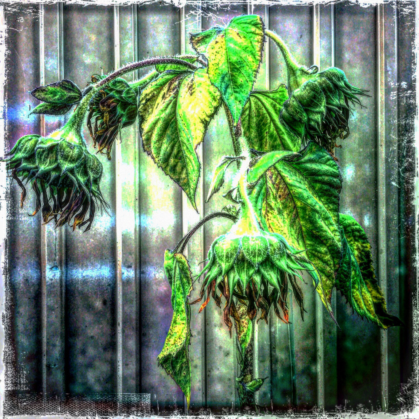 Hipstamatic 322 sample photo. Sunflowers photography