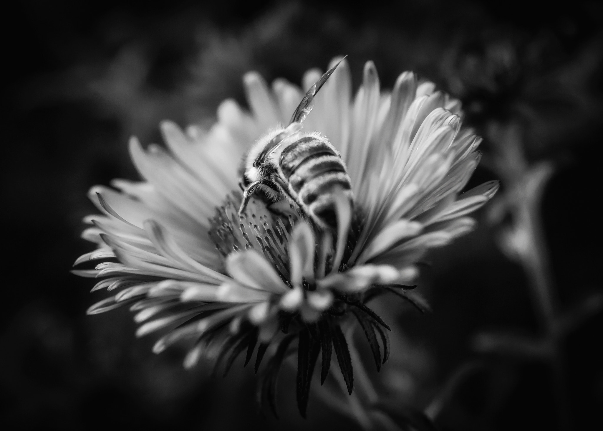 Nikon AF-S DX Micro Nikkor 40mm F2.8 sample photo. Busy bee bw photography