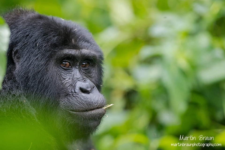 Canon EF 300mm F2.8L IS II USM sample photo. Mountain gorilla photography