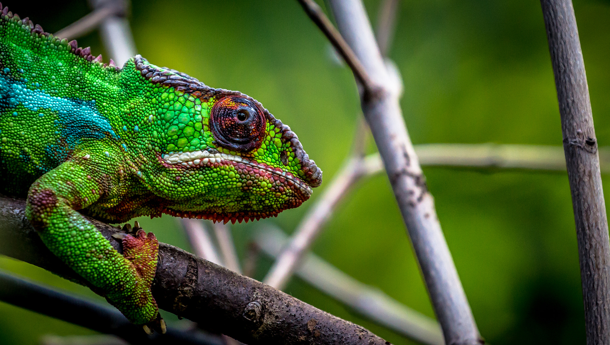 Canon EOS 700D (EOS Rebel T5i / EOS Kiss X7i) sample photo. Panther chameleon photography