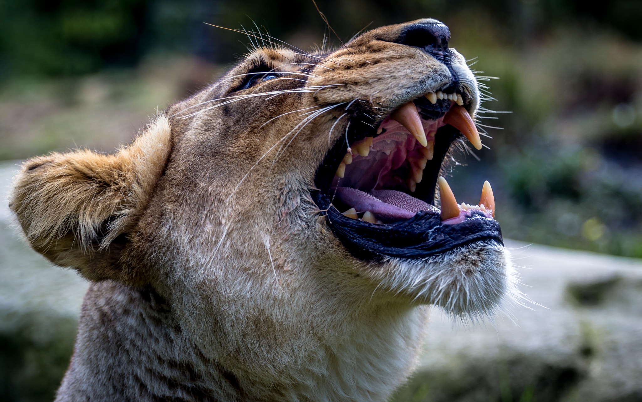 Canon EOS 700D (EOS Rebel T5i / EOS Kiss X7i) + Canon EF 70-200mm F4L USM sample photo. Lion female photography