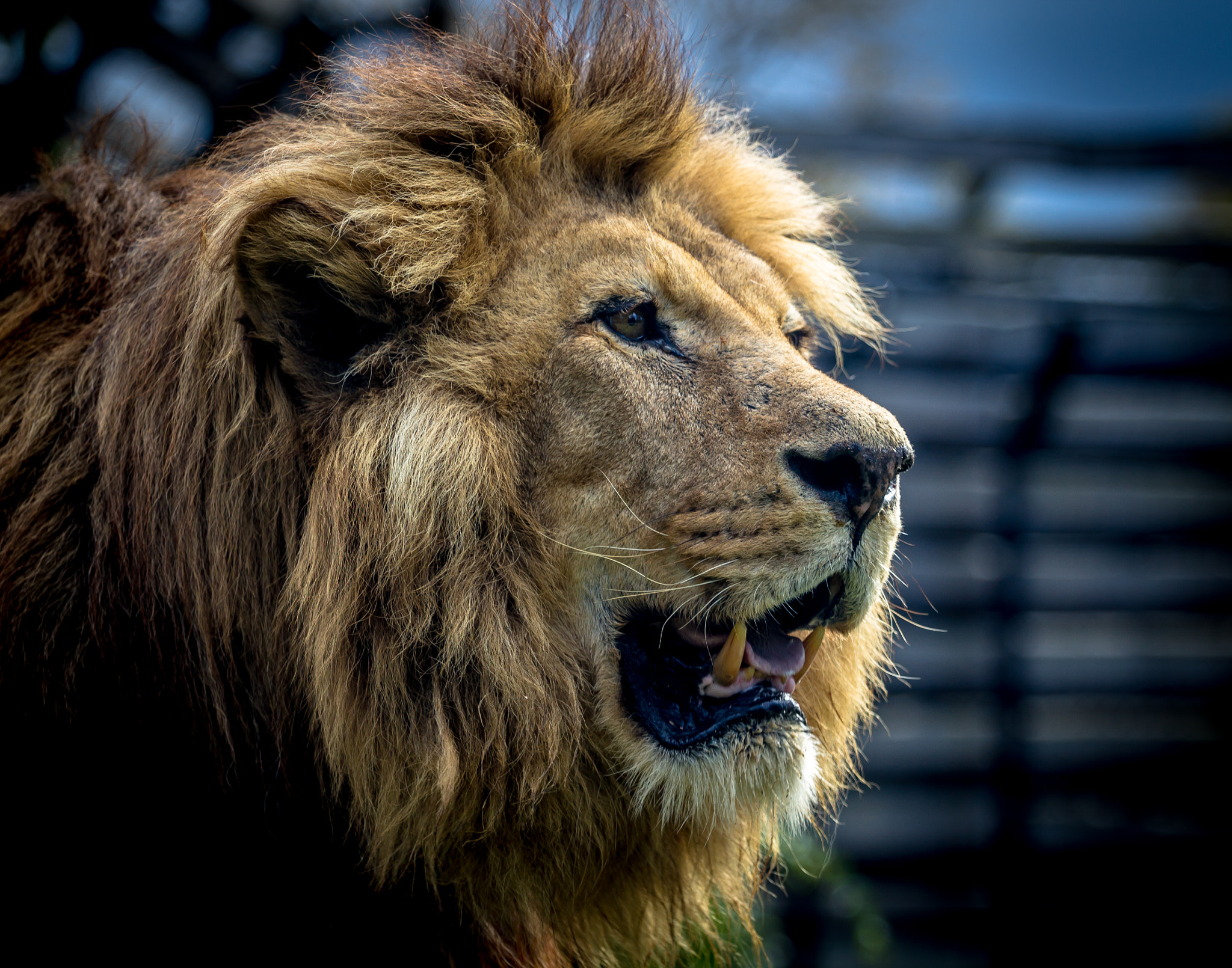 Canon EOS 700D (EOS Rebel T5i / EOS Kiss X7i) + Canon EF 70-200mm F4L USM sample photo. Lion photography