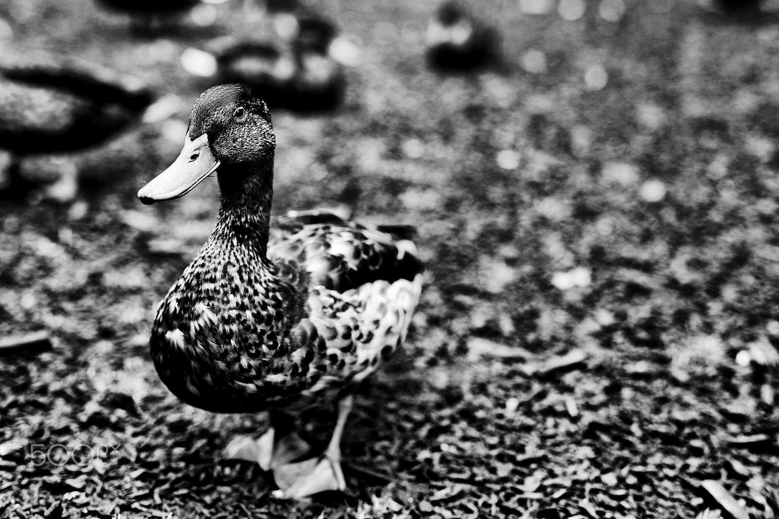 Canon 50mm sample photo. Peak district duck photography