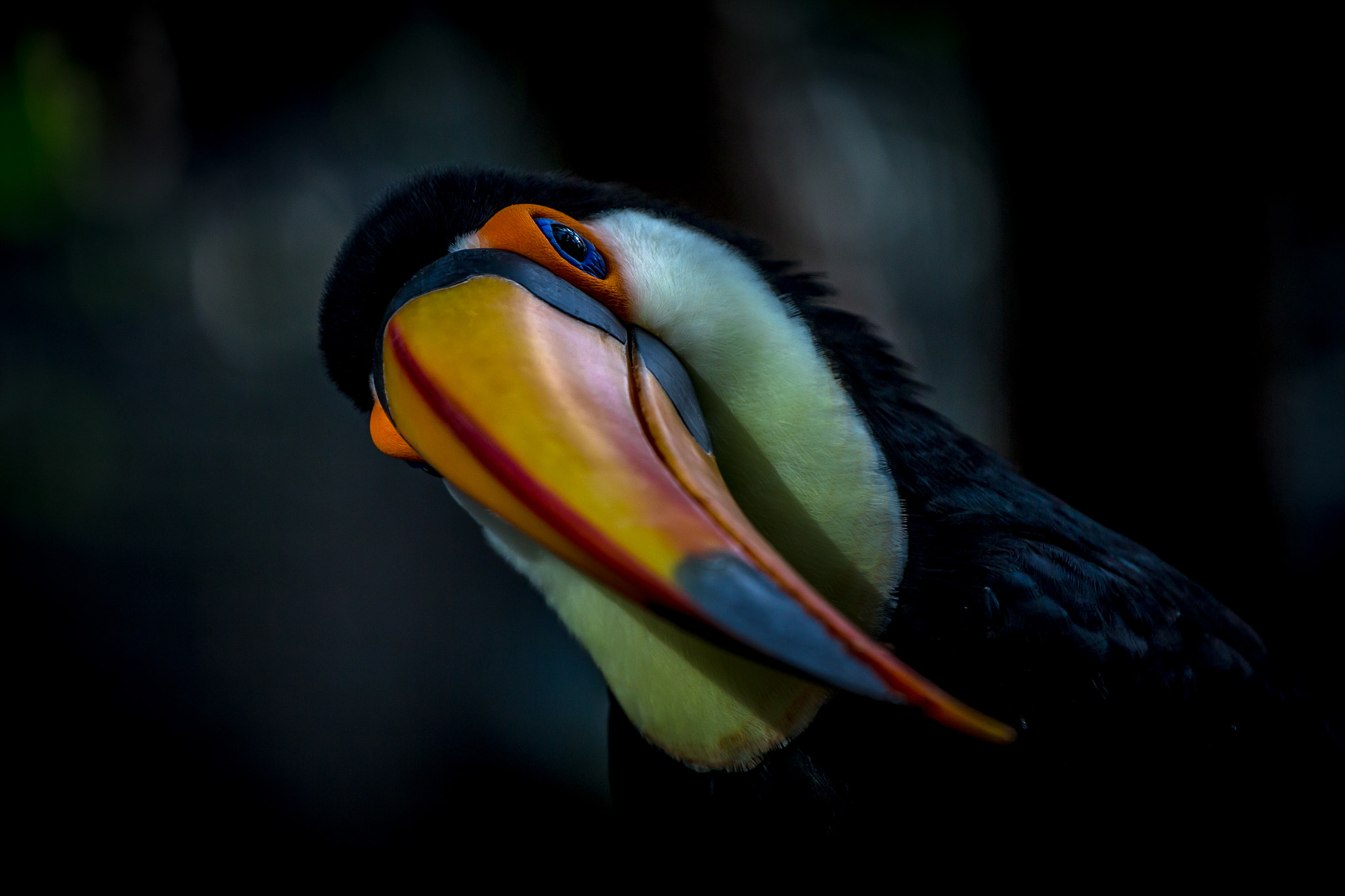 Canon EOS 700D (EOS Rebel T5i / EOS Kiss X7i) + Canon EF 70-200mm F4L USM sample photo. Toucan photography