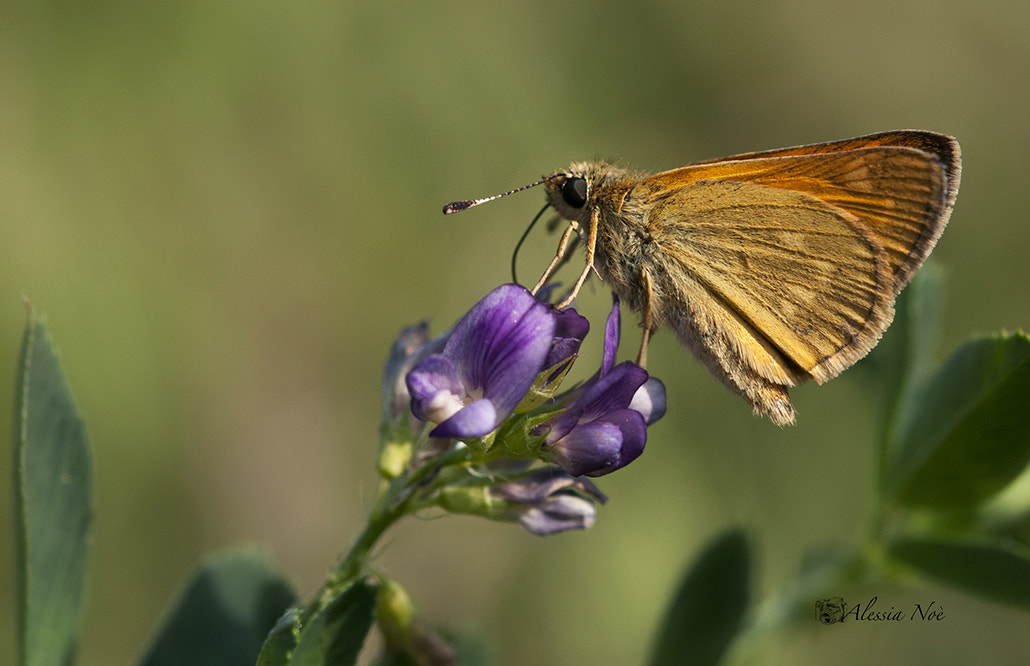 Nikon AF-S Micro-Nikkor 60mm F2.8G ED sample photo. Butterfly photography