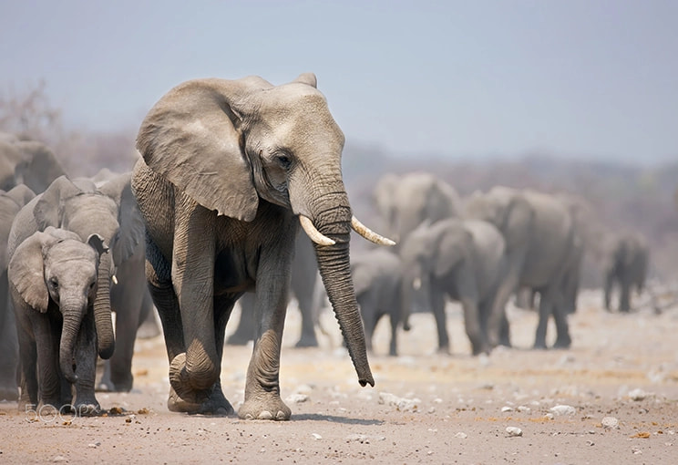 Canon EOS-1Ds Mark III + Canon EF 600mm F4L IS USM sample photo. Elephant herd photography