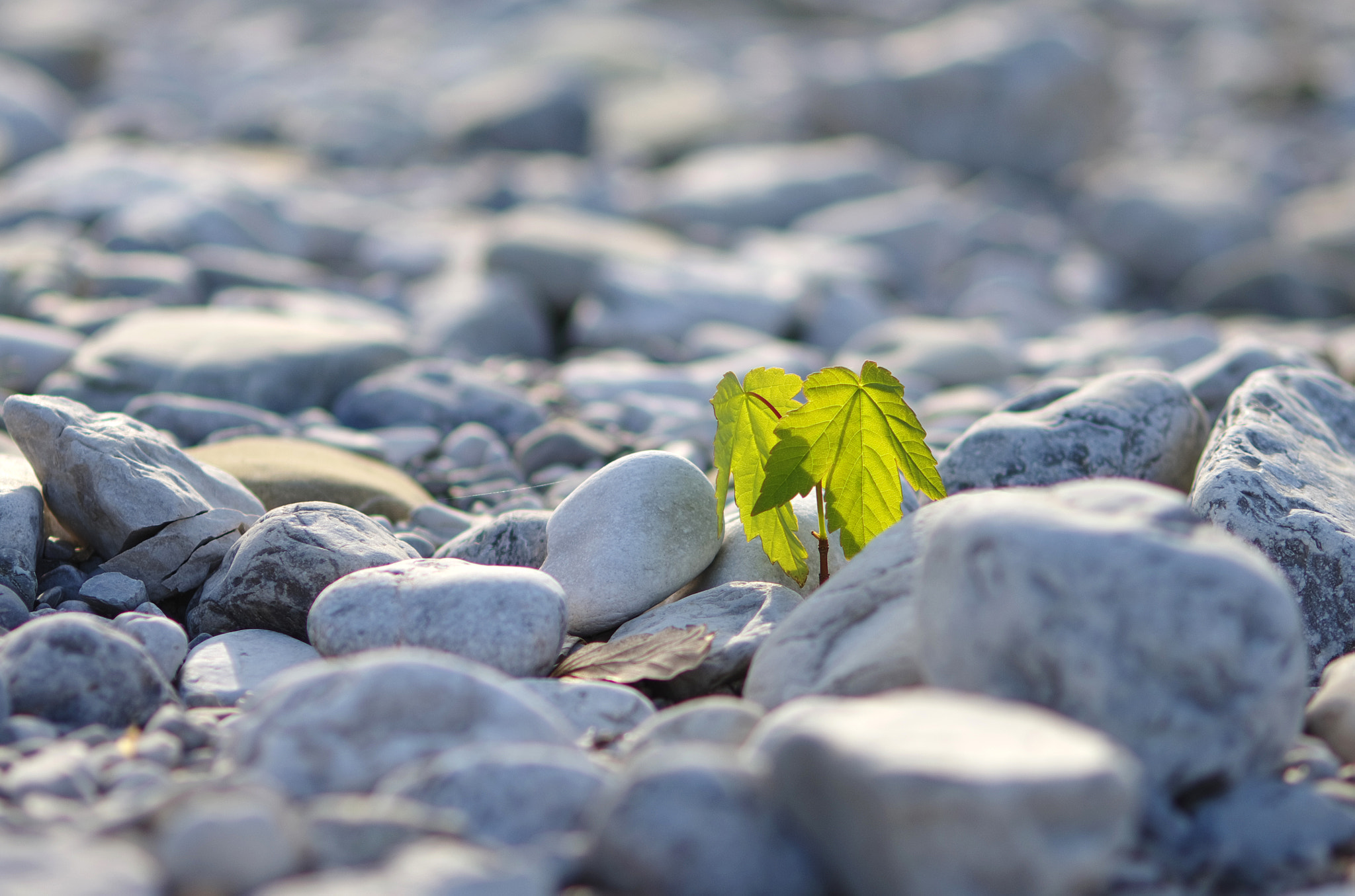 Pentax K-5 II + smc PENTAX-FA Macro 100mm F2.8 sample photo. True grit photography