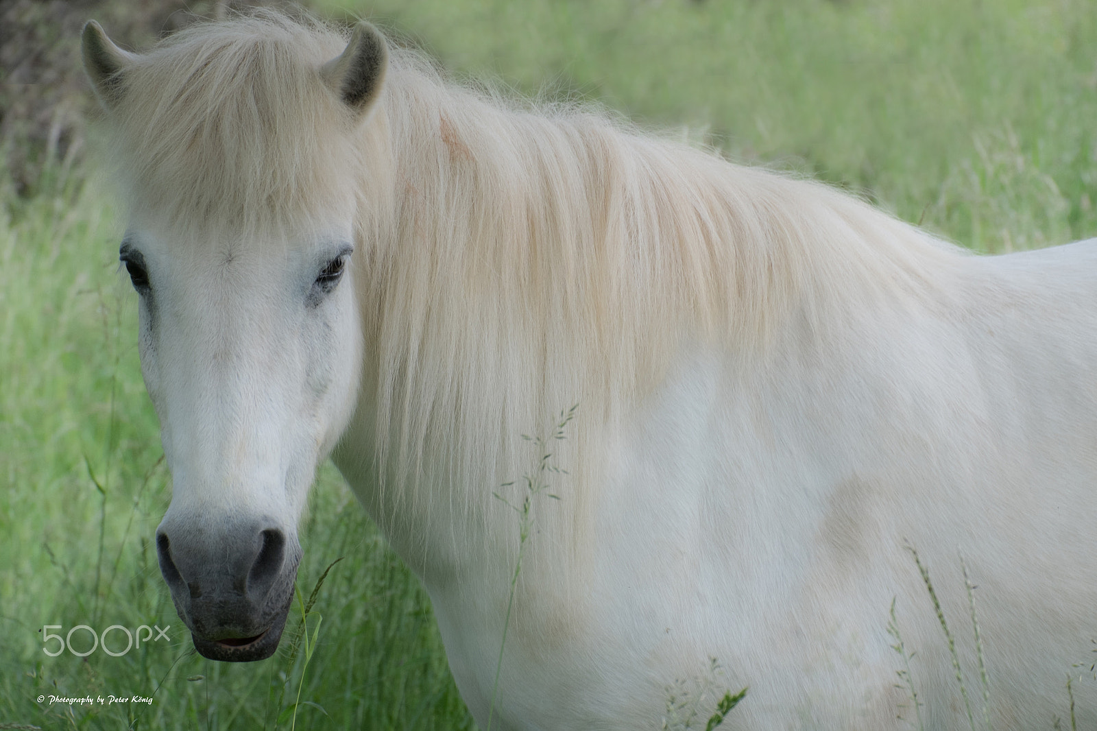 Fujifilm X-M1 + Fujifilm XC 50-230mm F4.5-6.7 OIS sample photo. White horse photography