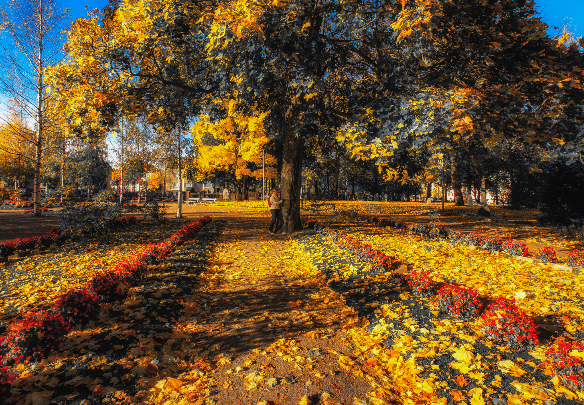 Nikon D300 + Sigma 10-20mm F3.5 EX DC HSM sample photo. Yellow leaves photography
