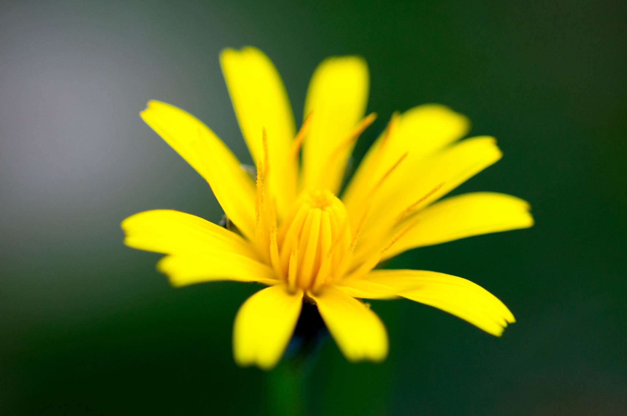 Tokina AT-X Pro 100mm F2.8 Macro sample photo. Just before winter photography