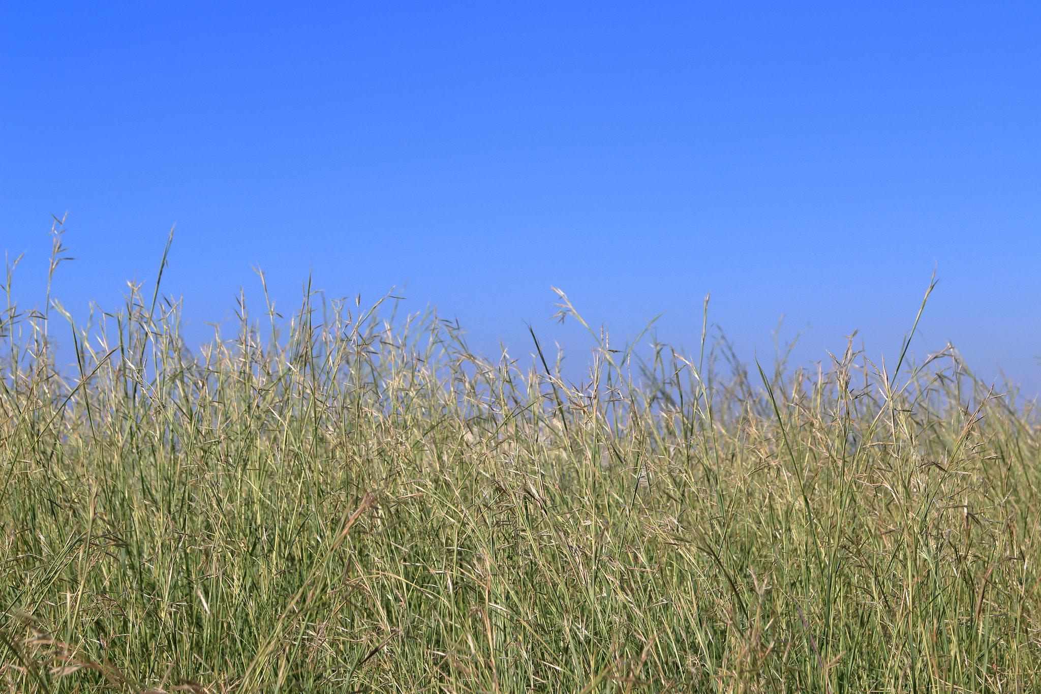 Canon EF 24-85mm F3.5-4.5 USM sample photo. Wild grass photography