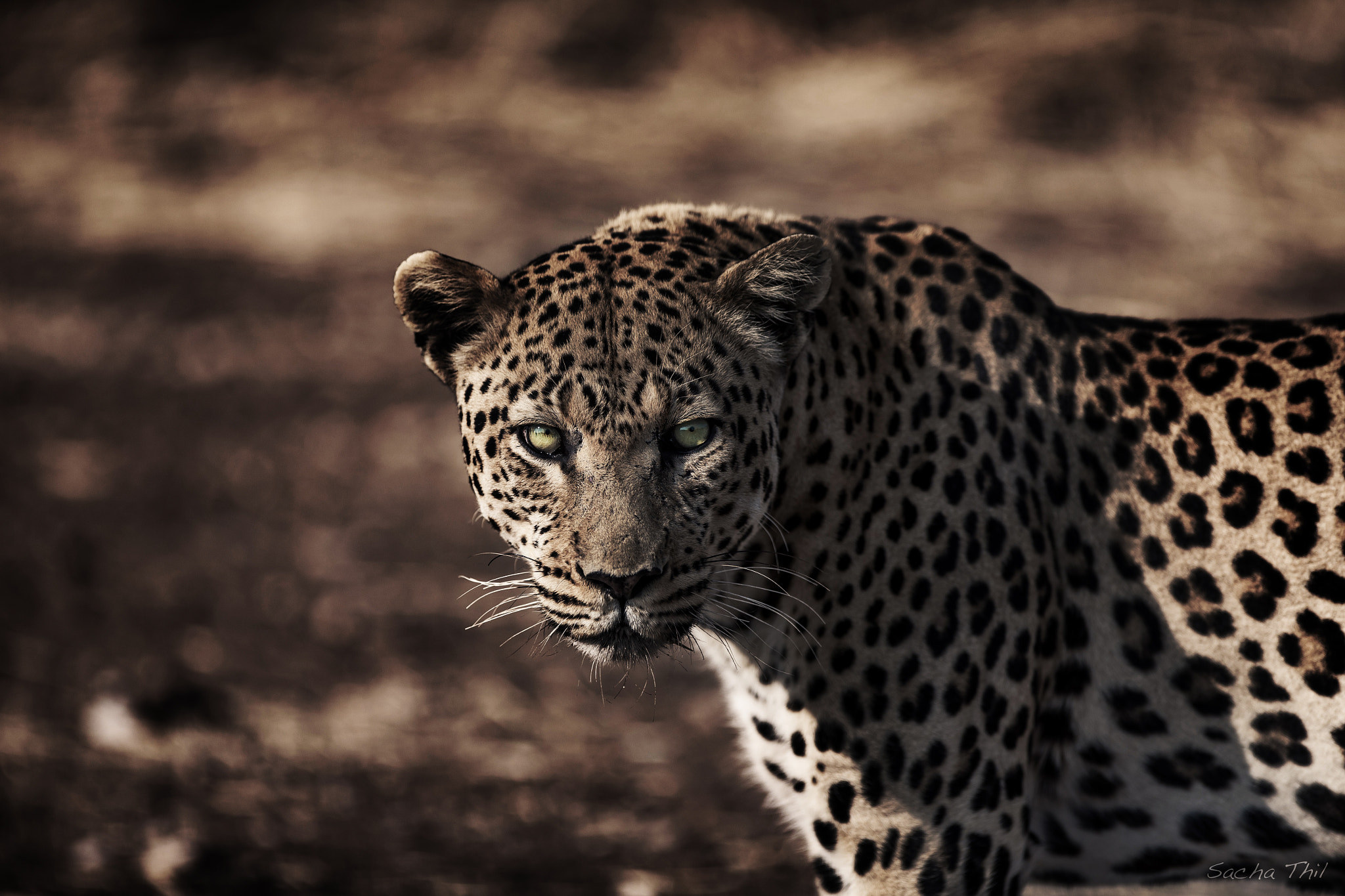 Canon EF 300mm F2.8L IS USM sample photo. Leopard photography