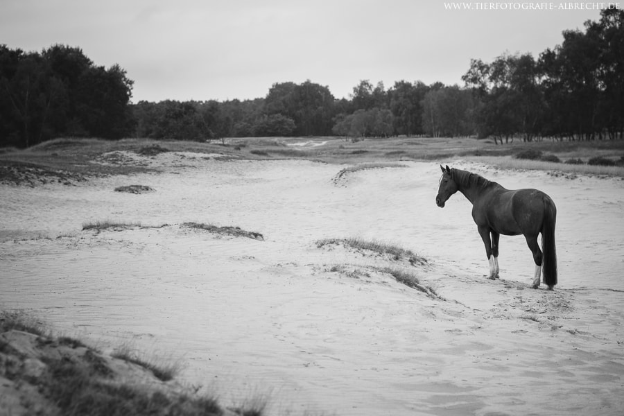 Canon EOS-1D Mark III sample photo. Dunes photography