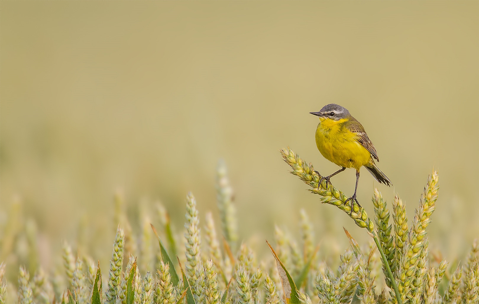 Canon EF 500mm F4L IS USM sample photo. Yellow all over photography