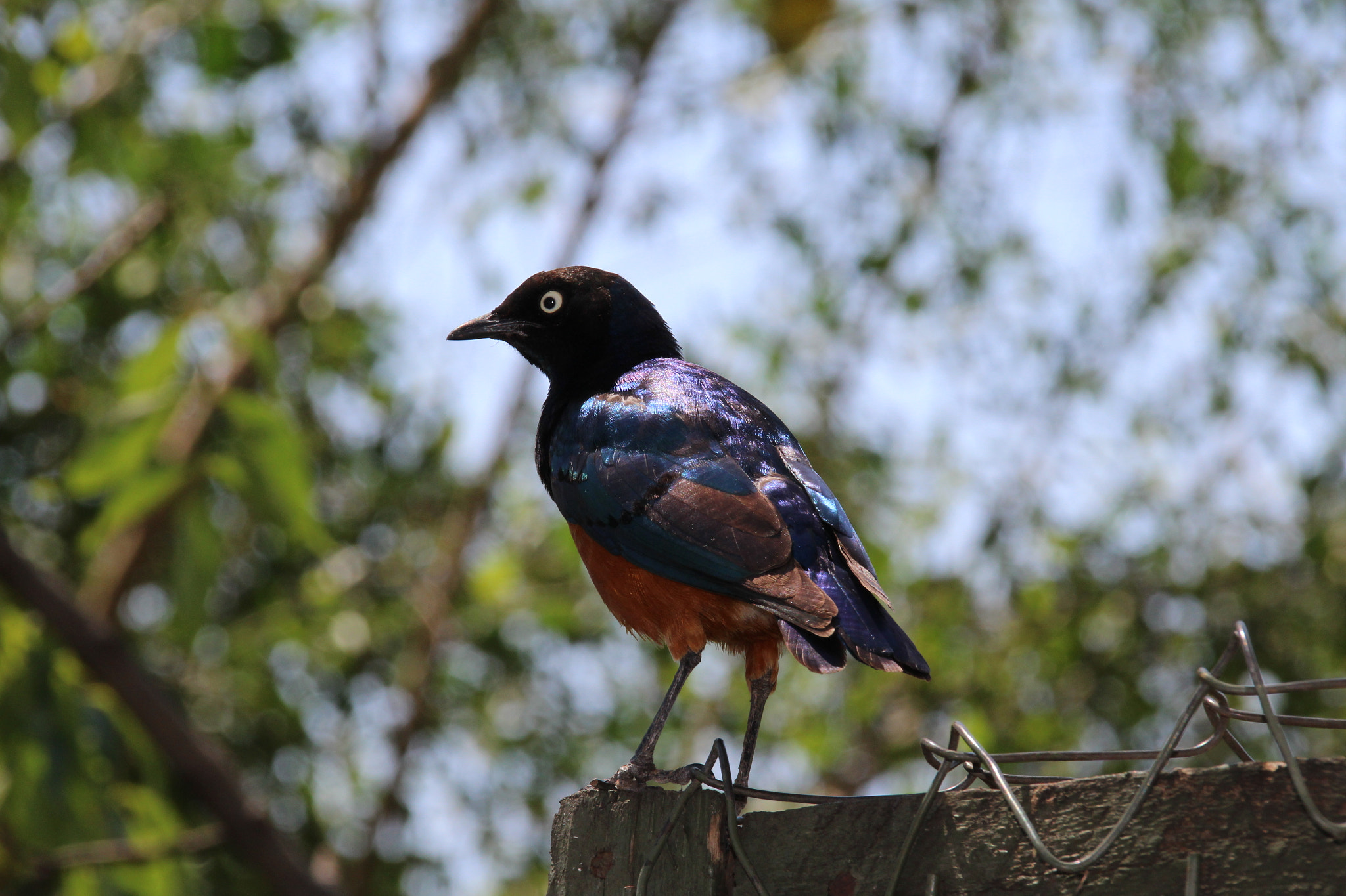 Canon EOS 700D (EOS Rebel T5i / EOS Kiss X7i) + Canon EF 75-300mm F4.0-5.6 IS USM sample photo. Superb starling photography