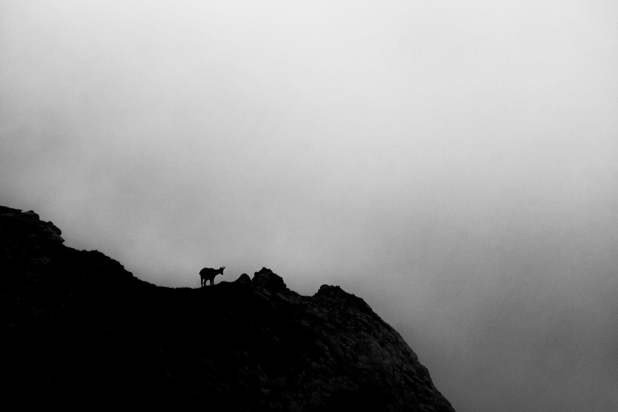 Sony 75-300mm F4.5-5.6 sample photo. Chamois silhouette photography