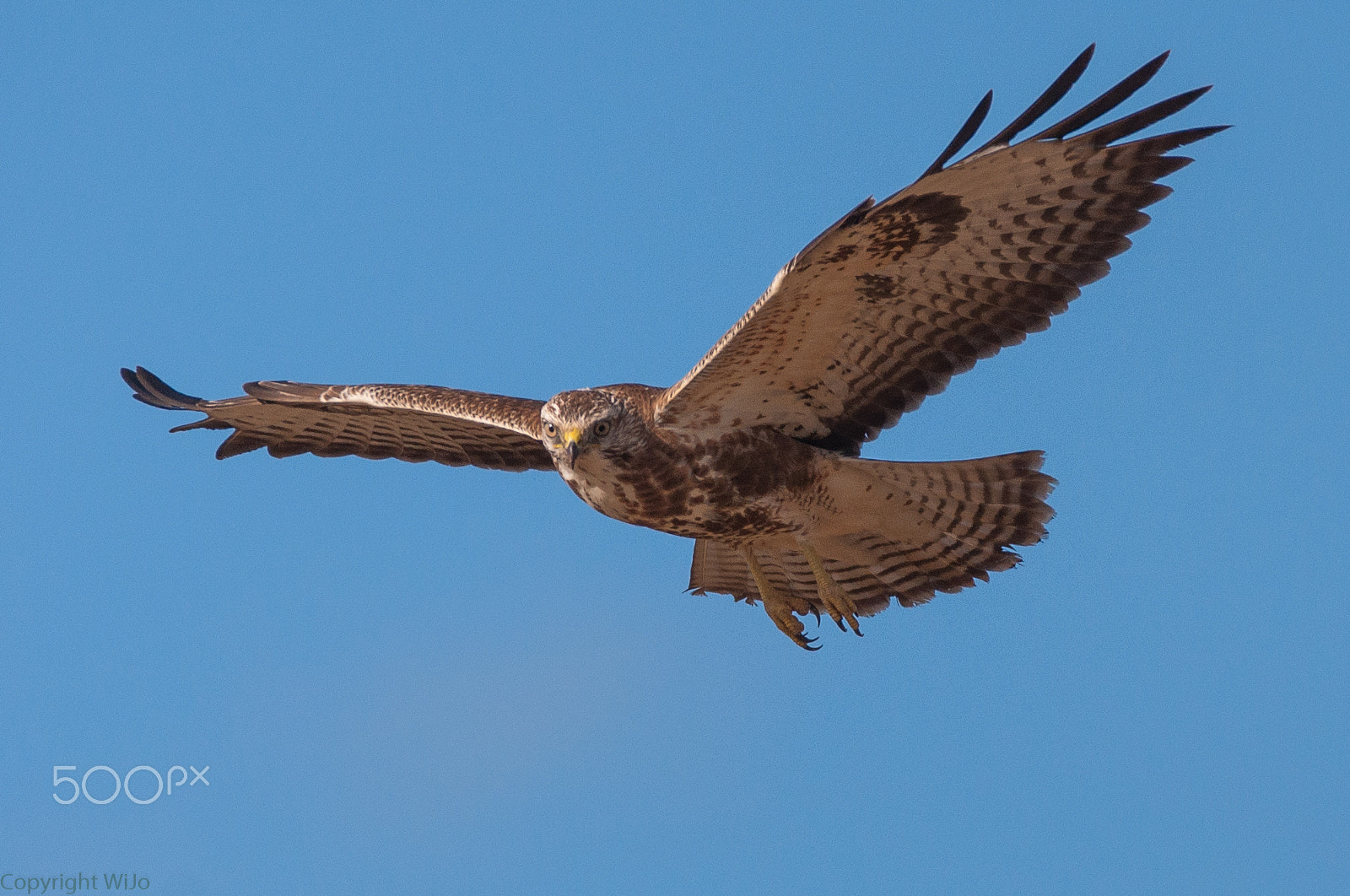 Sigma 150-600mm F5-6.3 DG OS HSM | C sample photo. Buzzard / buizerd photography