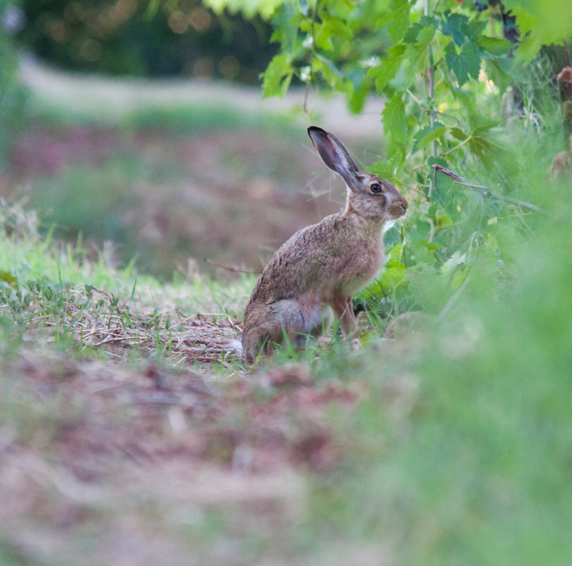 Sigma 150-500mm F5-6.3 DG OS HSM sample photo. Lepre (lepus europaeus) photography