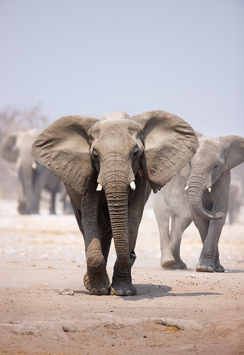 Canon EOS-1Ds Mark III + Canon EF 600mm F4L IS USM sample photo. Elephant bull approaching photography