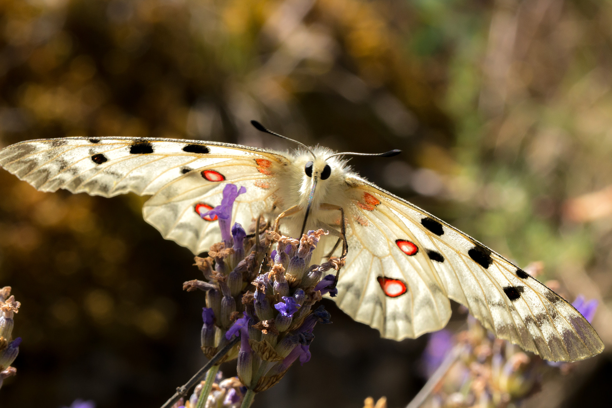 Canon EOS 70D + Canon EF 100mm F2.8L Macro IS USM sample photo. Last apollo of this year photography