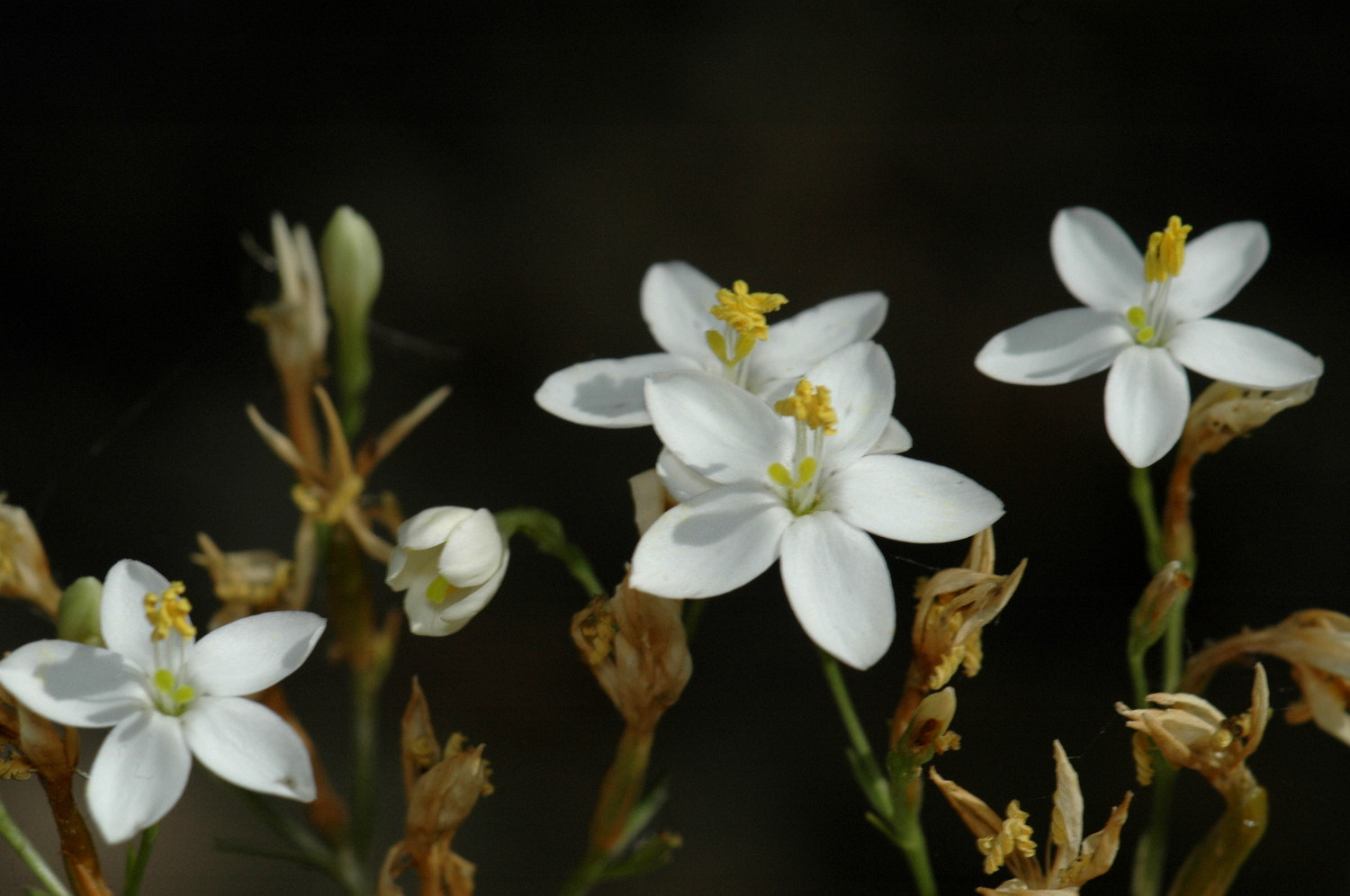 Sigma Macro 90mm F2.8 sample photo. A photography