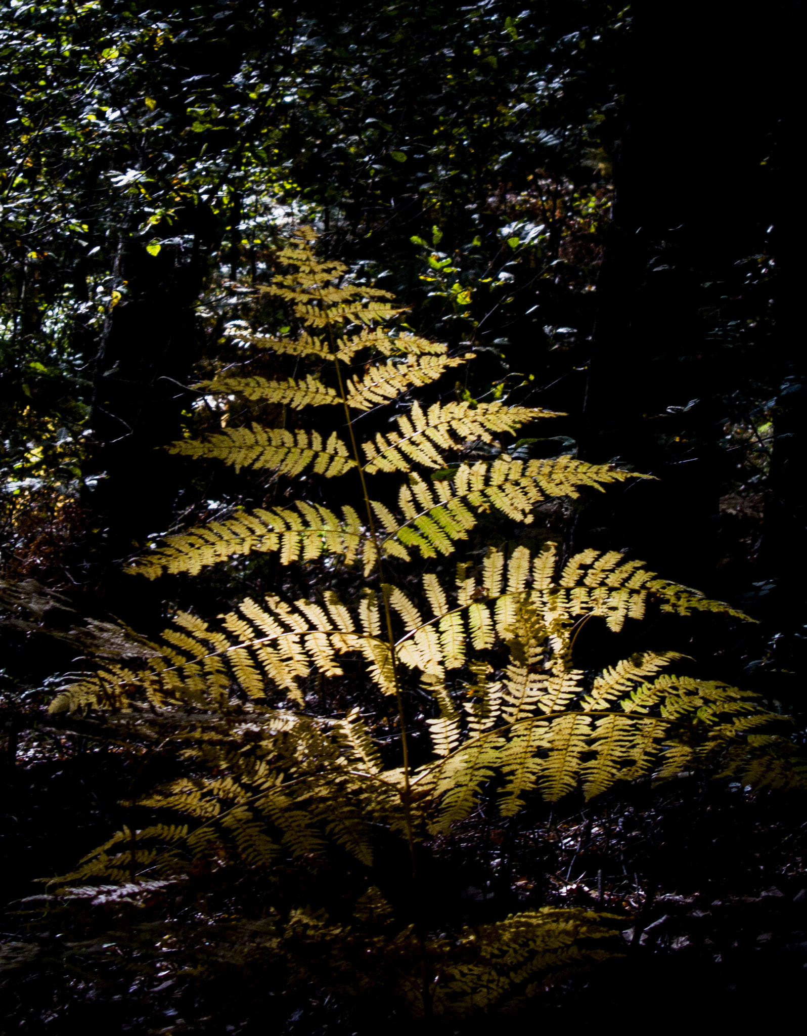 Nikon 1 J3 sample photo. Fern flower photography