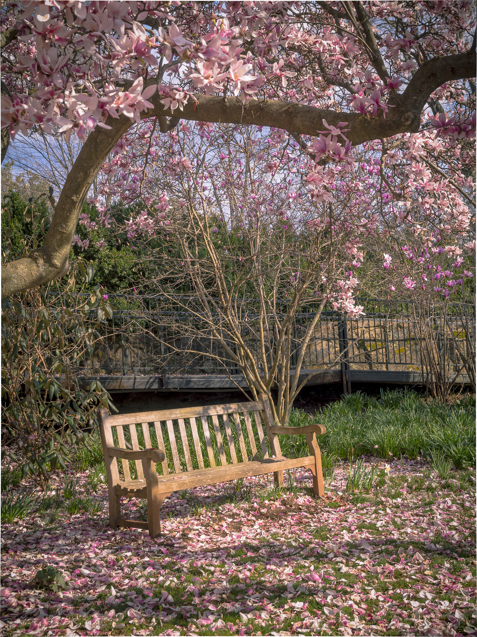 Olympus OM-D E-M10 II sample photo. Empty bench with flowers photography
