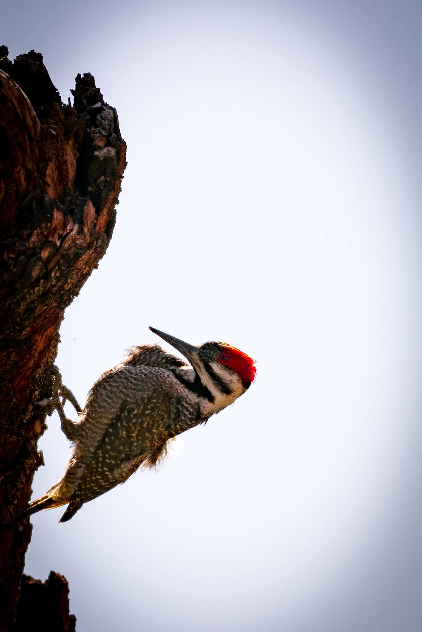 Nikon D5300 sample photo. Redhead woodpecker photography