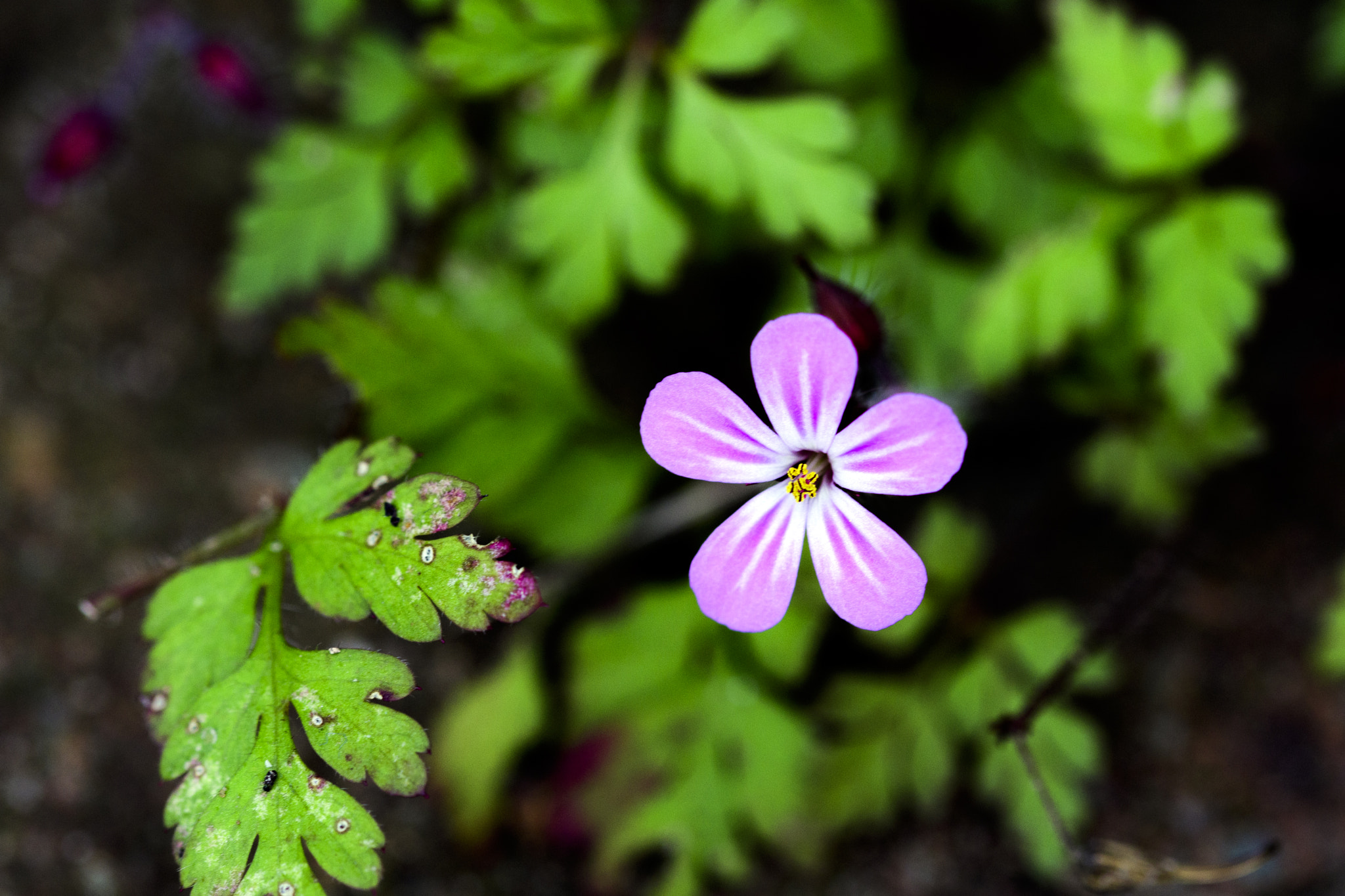 Sigma 105mm F2.8 EX DG OS HSM sample photo. Flowers  photography