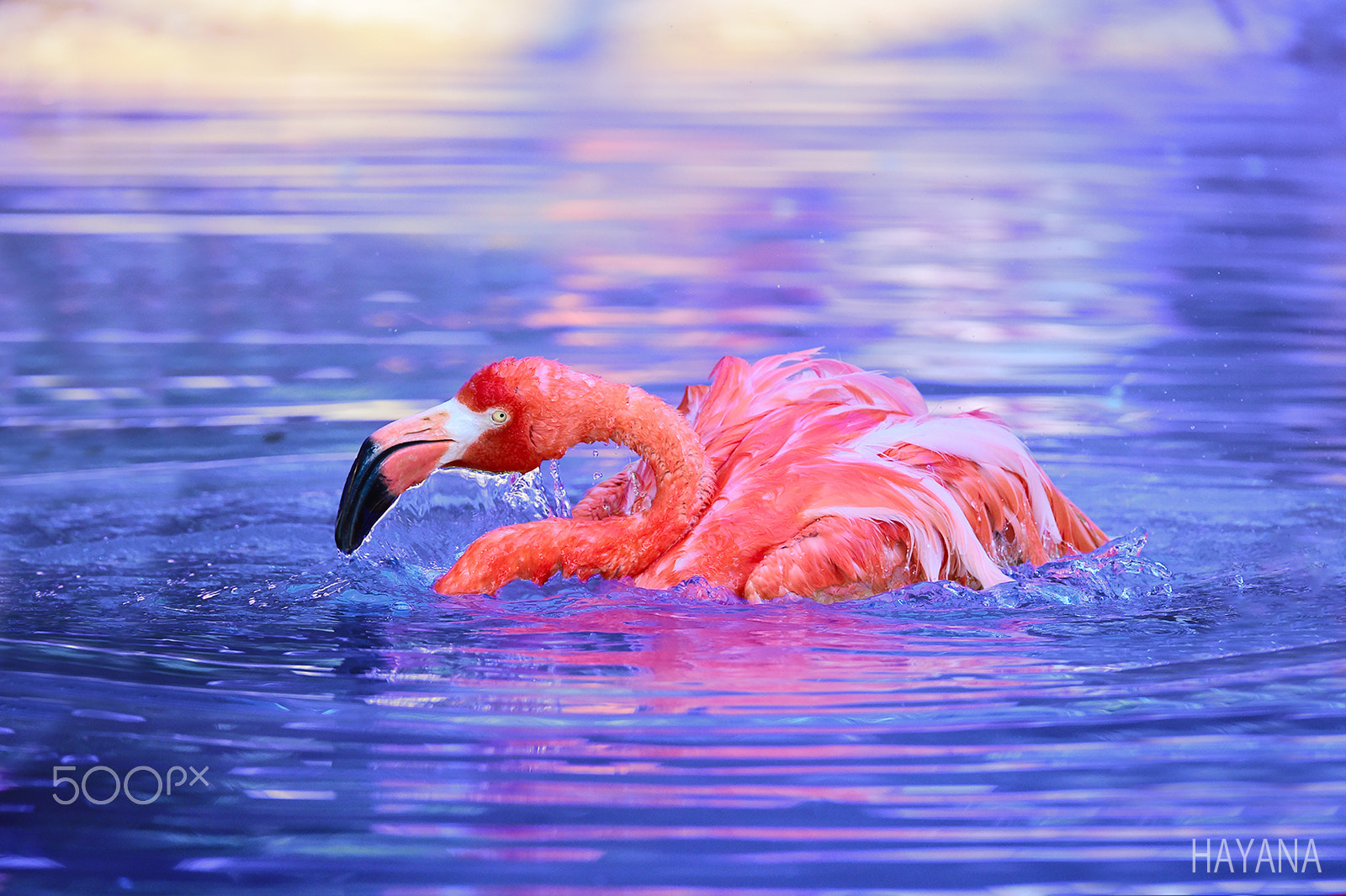 Sigma 150-600mm F5-6.3 DG OS HSM | S sample photo. Flamingo. photography