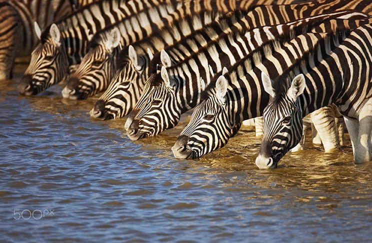 Canon EOS-1Ds Mark III sample photo. Zebras drinking photography