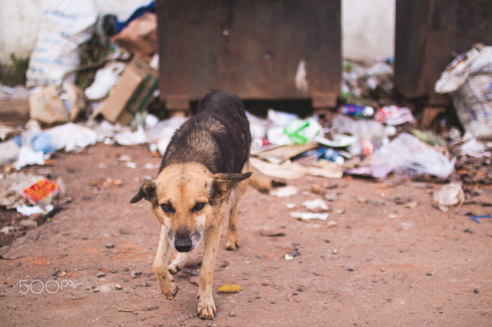 Sigma 30mm F1.4 EX DC HSM sample photo. Stray dog photography