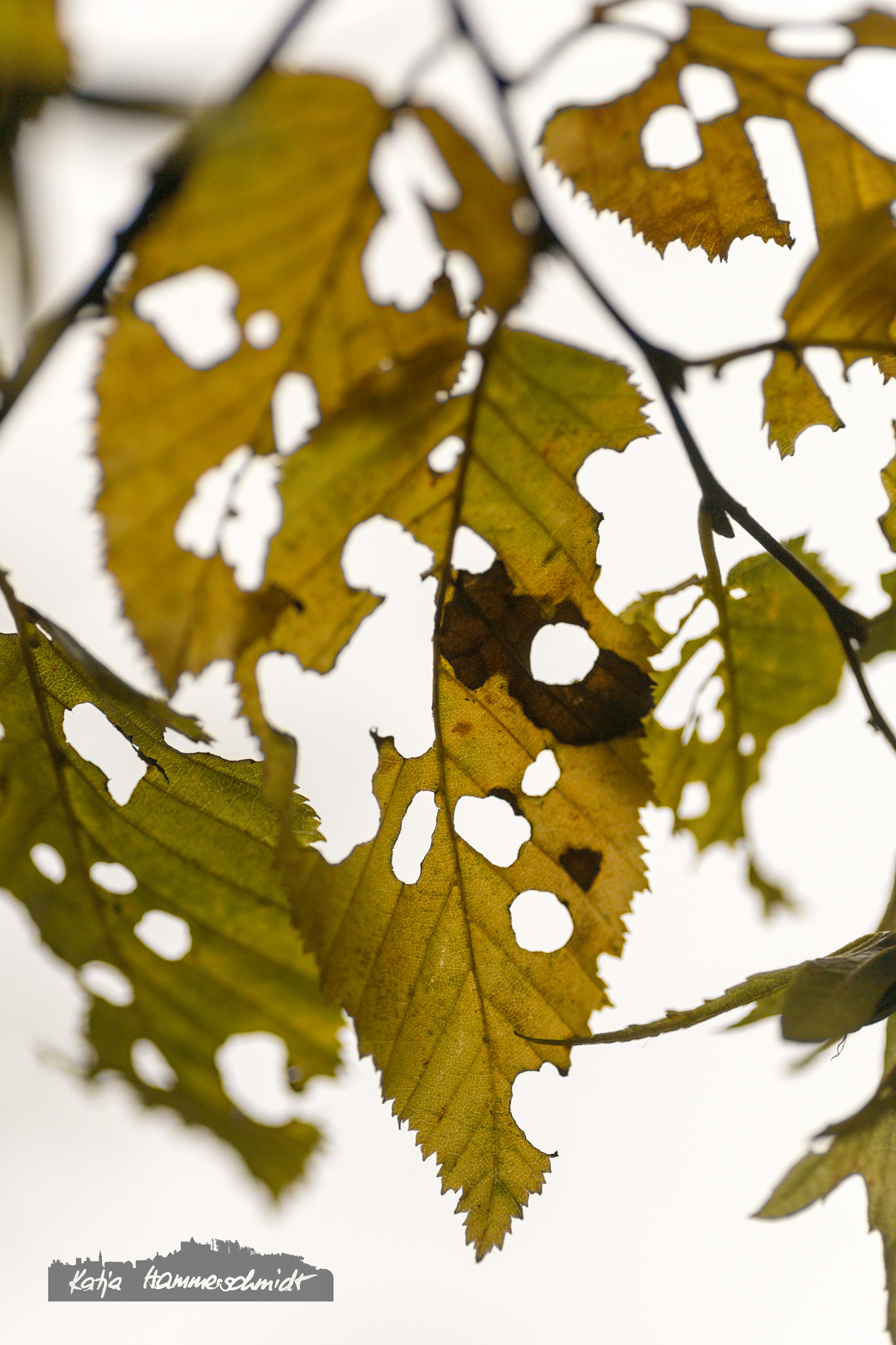 Canon EOS 6D + Tamron SP AF 90mm F2.8 Di Macro sample photo. Leaf photography