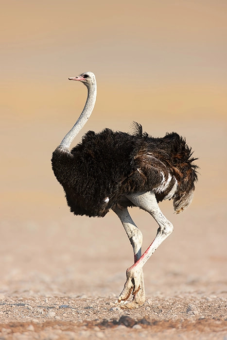 Canon EOS-1Ds Mark III + Canon EF 600mm F4L IS USM sample photo. Ostrich in etosha desert photography
