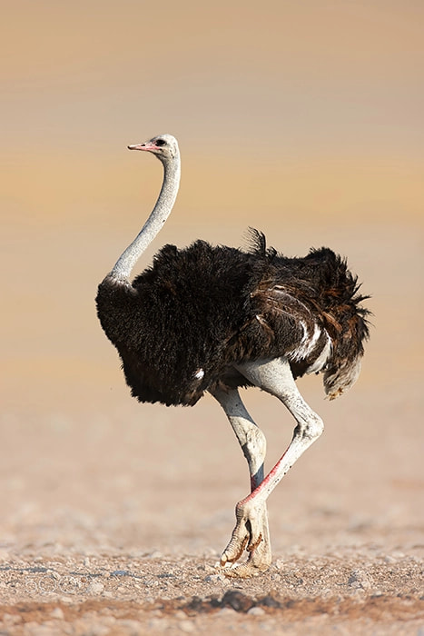 Canon EOS-1Ds Mark III sample photo. Ostrich in etosha desert photography