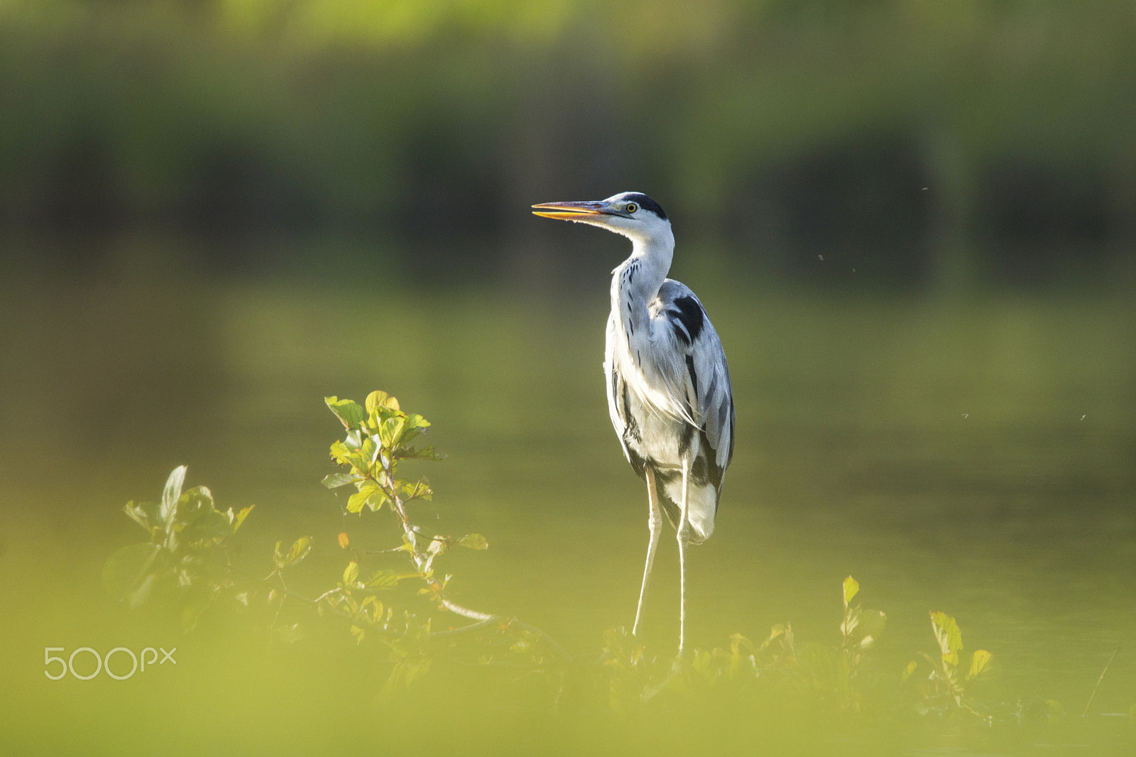 Sony SLT-A65 (SLT-A65V) sample photo. Grey heron photography