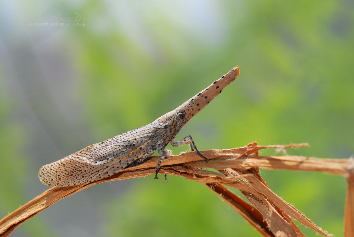 Nikon D80 sample photo. 中华鼻蜡蝉 zanna chinensis distant photography