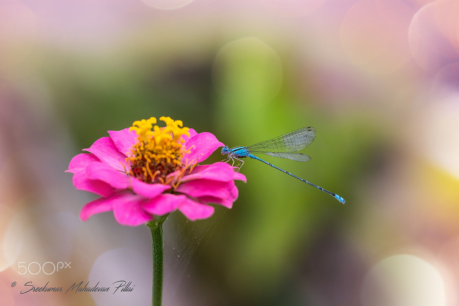 Canon EOS 60D + Canon EF 100mm F2.8L Macro IS USM sample photo. Blue damsel photography