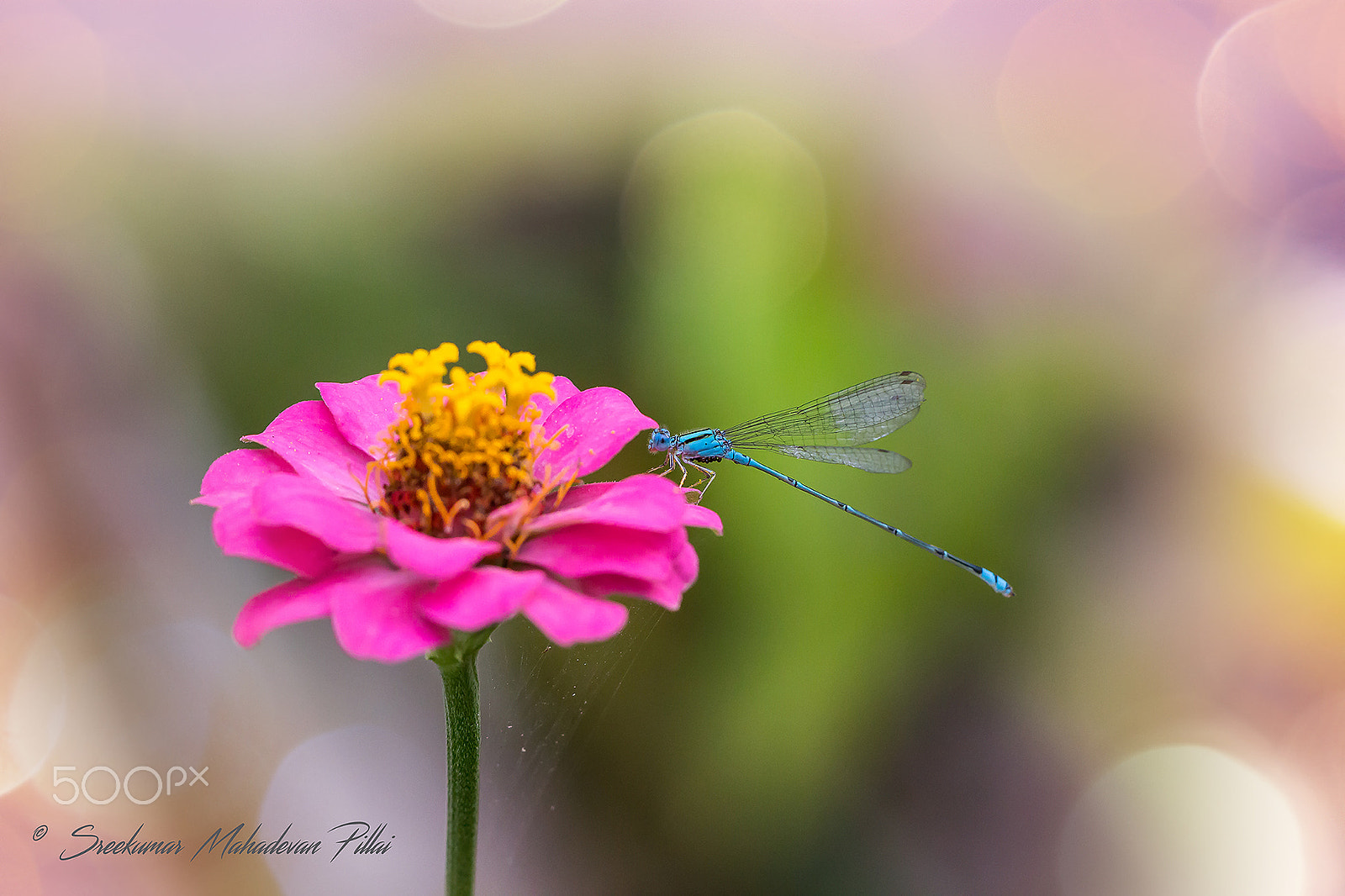 Canon EOS 60D sample photo. Blue damsel photography