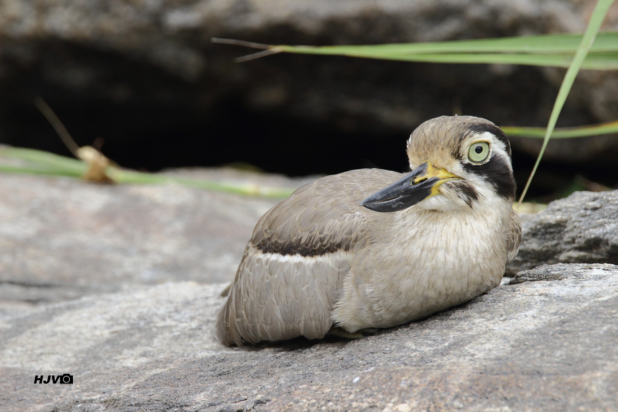 Tamron SP 150-600mm F5-6.3 Di VC USD sample photo. Great thick-knee photography