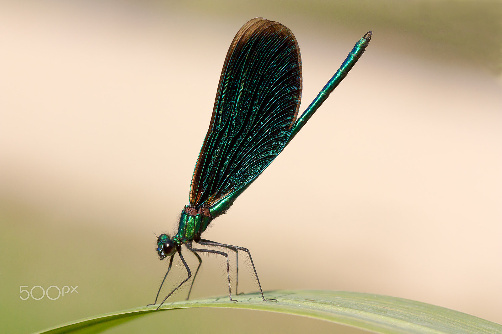 Canon EF 100mm F2.8 Macro USM sample photo. Calopteryx virgo photography