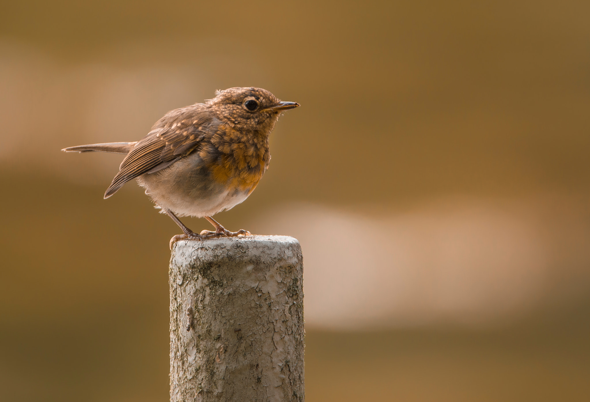 Sigma 150-600mm F5-6.3 DG OS HSM | C sample photo. Young robin photography