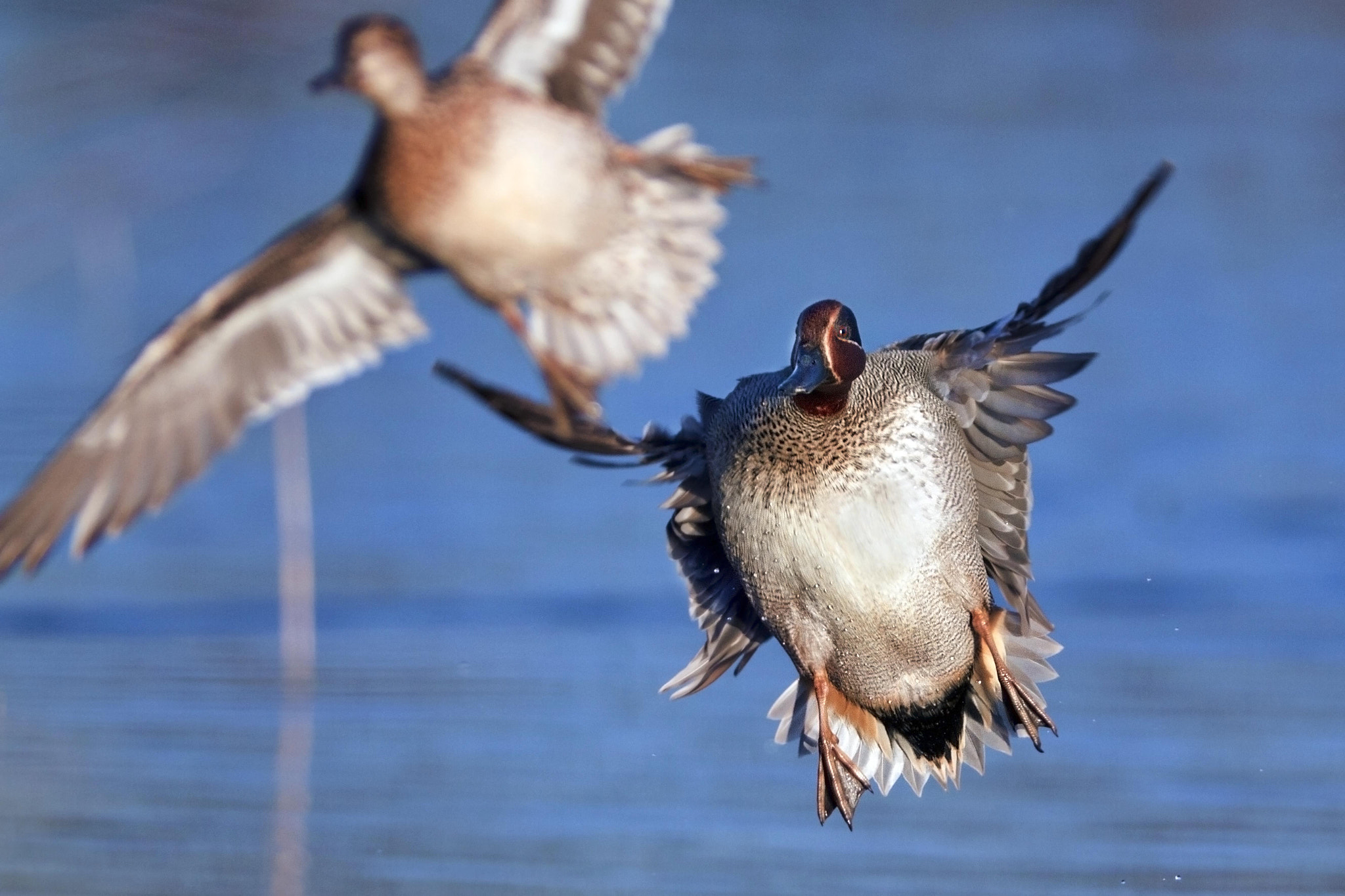 Canon EF 300mm f/2.8L + 2x sample photo. Teals photography