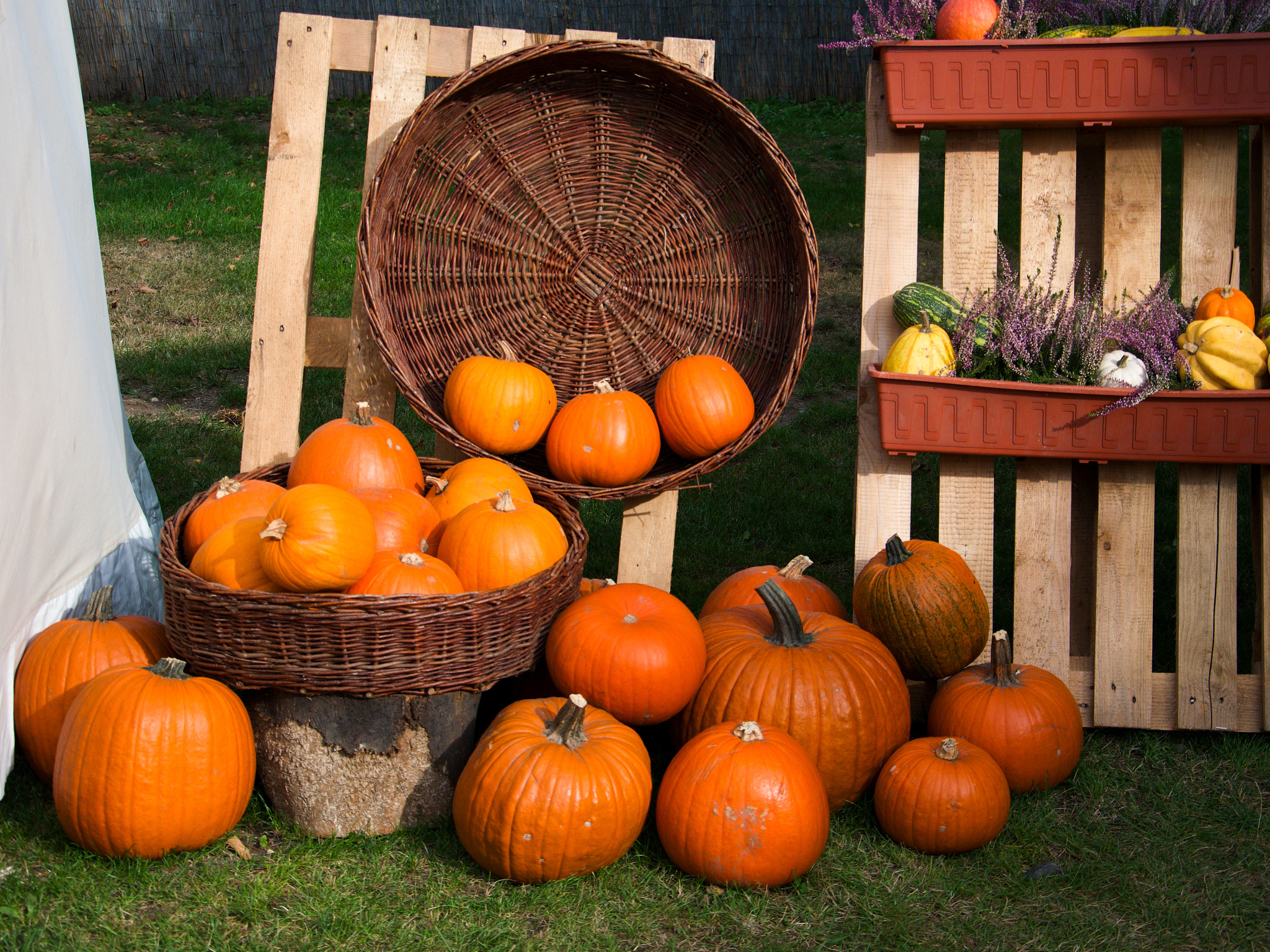 18.00 - 105.00 mm f/3.5 - 5.6 sample photo. Pumpkins photography