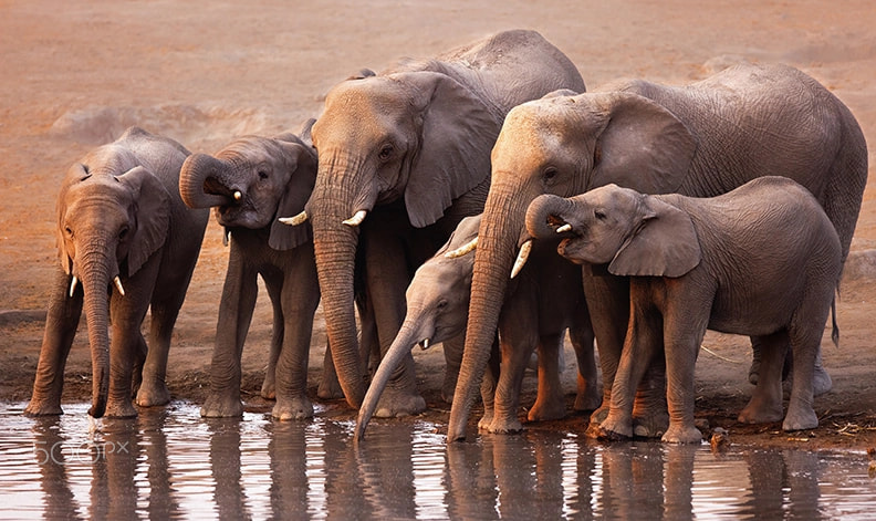 Canon EF 300mm F2.8L IS USM sample photo. Elephants drinking photography