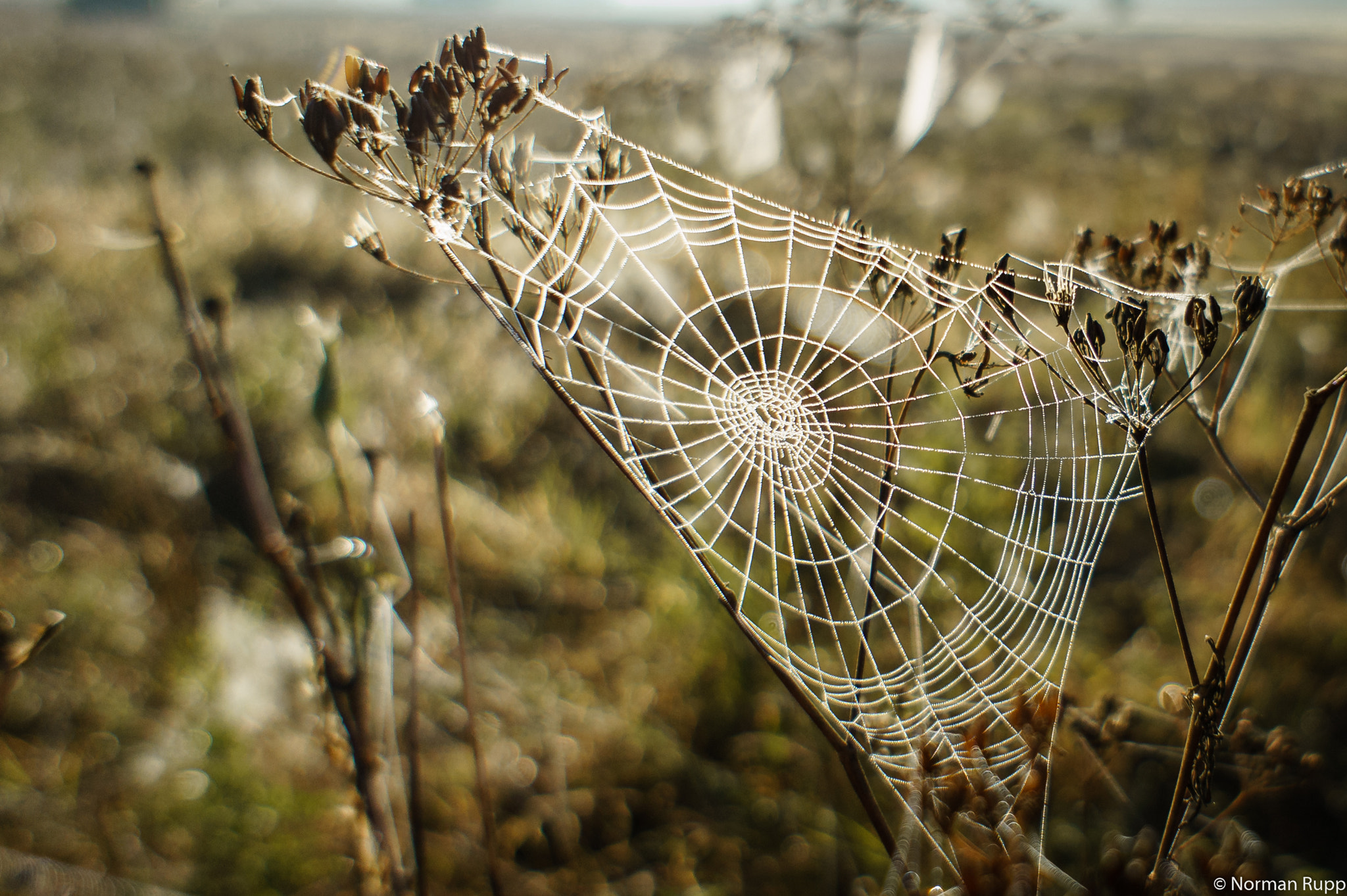 Sony Alpha NEX-5 + Sony E 16mm F2.8 sample photo. Early morning dew on cobweb photography